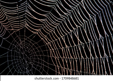 Spinnenweb met dauw in het donker