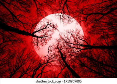 sfondo foresta horror, luna piena sopra gli alberi, scena apocalittica