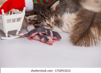 サンタクロースの帽子をかぶった子猫が、生まれたばかりのネズミと一緒に寝ています。大晦日に眠る小さな子供たち