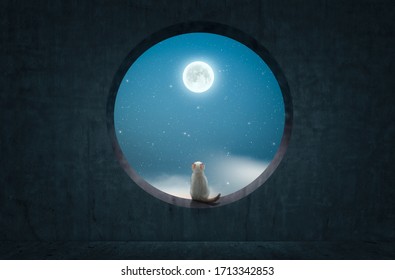 Katze sitzt auf abgerundetem Betonfenster und schaut zum Mond hinauf.