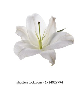 Blume weiße Lilie isoliert auf weißem Hintergrund