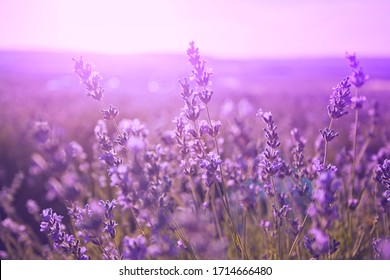 Sonnenuntergang über einem violetten Lavendelfeld in der Provence