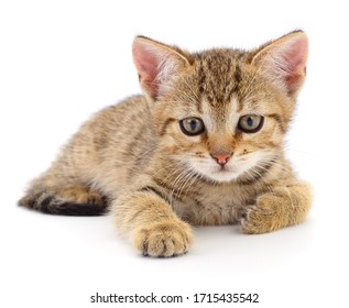 White and brown kitten, cat HD wallpaper download