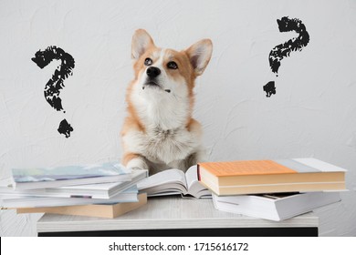 Vraagteken - probleemhond oplossen die de antwoorden vindt die huiswerk maken met boeken op witte achtergrond
