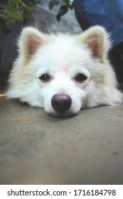 Portret Van Indiase Spitz Hond. Witte Pommerse hond spitz.