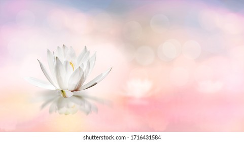 Lotus, der auf dem Wasser schwimmt, und weiche, unscharfe Bokeh-Reflexion auf Panorama-Pastell-Traumfarbhintergrund, weiße Lilienwasserblume auf dem Wasser, weiße Lotusblume bezieht sich auf die Reinheit des Geistes und des Geistes im Buddhismus