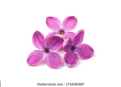 Primer plano de flor lila púrpura aislado sobre fondo blanco