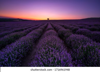 Atemberaubende Aussicht mit einem wunderschönen Lavendelfeld in einer blauen Stunde nach Sonnenuntergang