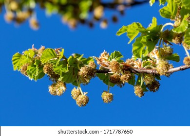 Fagus sylvatica、ヨーロッパのブナまたは一般的なブナの花