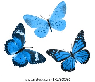白い背景に分離された青い熱帯蝶。デザインの蛾