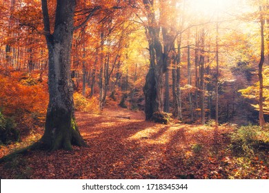 Natur im Herbstwald. Lebhafter Morgen im bunten Wald mit Sonnenstrahlen durch Äste von Bäumen. Landschaft der Natur mit Sonnenlicht
