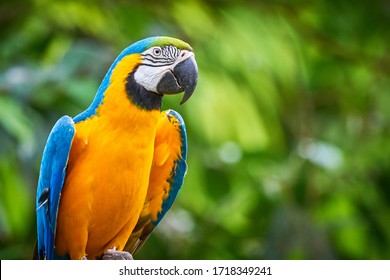 青と黄色のコンゴウインコのクローズ アップ (Ara ararauna)、エキゾチックな鳥