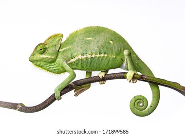 grünes Chamäleon - Chamaeleo calyptratus