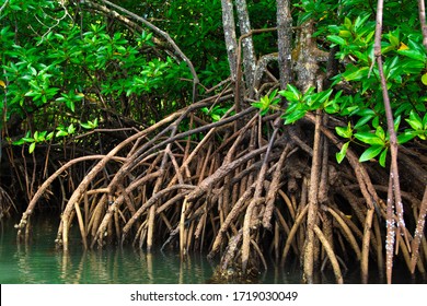 小枝の根を持つマングローブ林のマングローブの木は水中で育ちます。