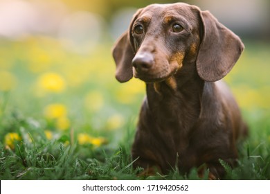 Retrato de primavera de un perro salchicha marrón con fondo verde y amarillo desenfocado