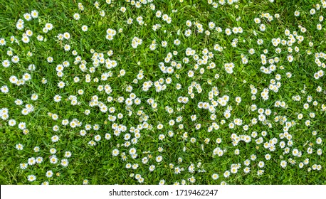 oppervlak van groen gras met madeliefjes van bovenaf gezien