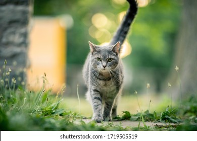Gato gris caminando afuera en un día de verano