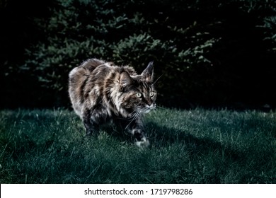 Maine-Coon-Katze jagt nachts. Nachtporträt einer Katze, die im Nachtgarten im Gras umherstreift. Vorderansicht, Mondlicht, Halbdunkel, dunkler Hintergrund.