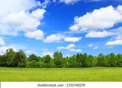 Campo de trigo verde con cielo azul