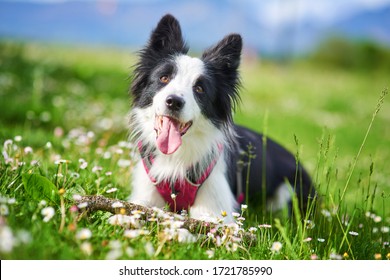 美しいボーダーコリー子犬の肖像画