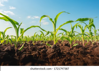 青空と農園でトウモロコシの苗