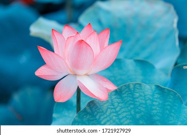 Lotusblume blüht im Sommerteich mit grünen Blättern als Hintergrund