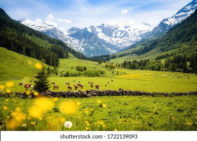 Hermosa vista panorámica del paisaje alpino rural con vacas pastando en prados verdes frescos junto a las cimas de las montañas nevadas en un día soleado en primavera, Parque Nacional Hohe Tauern, Salzburger Land, Austria