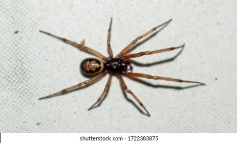 aranha andando em um chão branco