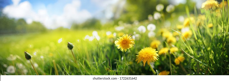 Viele gelbe Löwenzahnblumen auf der Wiese in der Natur im Sommer, Nahaufnahmemakro gegen einen blauen Himmel mit Wolken. Helles Sommerlandschaftspanorama, farbenfrohes künstlerisches Bild, ultrabreites Bannerformat.