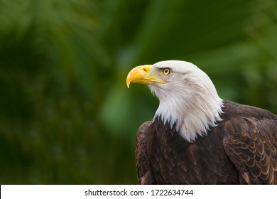 Retrato de cabeza de águila calva (Haliaeetus leucocephalus) sobre un fondo verde. Águila americana.