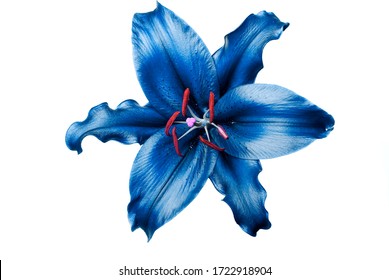 Exotic Blue luxury tropical lily flower head isolated on white background. Studio shot.