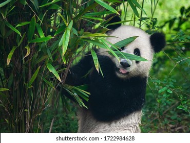 Süßer Riesenpandabär, der im Bambuswald posiert