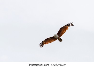 De rode adelaar vliegt in de lucht in de natuur in thailand