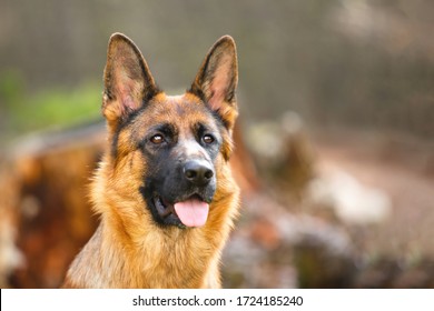 Portret van een Duitse herder in een park. Raszuivere hond.