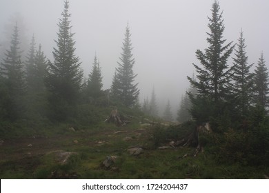 la foto muestra un camino corriendo a través de un fjrest en las montañas