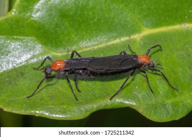 El insecto del amor es una especie de mosca de marcha que se encuentra en partes de América Central y el sureste de los Estados Unidos, especialmente a lo largo de la costa del Golfo. También se le conoce como la mosca de la luna de miel o bicho bicéfalo.