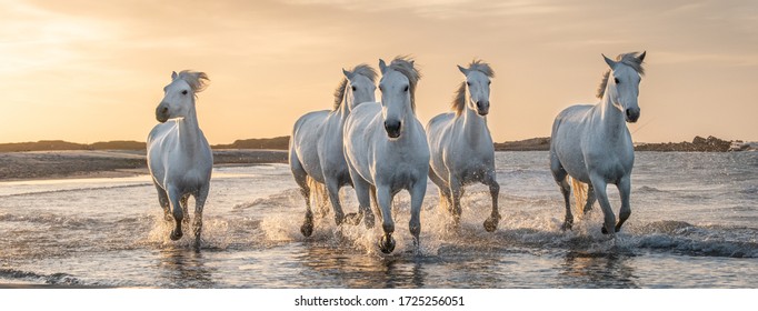 Witte paarden galopperen in het water over de hele zee in Camargue, Frankrijk.