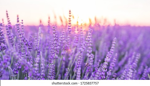 Sonnenuntergang über einem violetten Lavendelfeld. Lavendelfelder von Valensole, Provence, Frankreich.