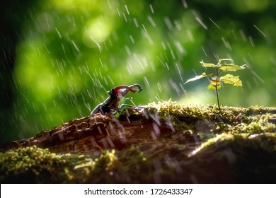 Stag kever in de regen op een log