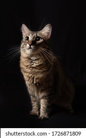 Zwarte achtergrond studio kat portret