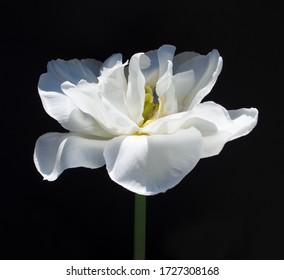 Hermoso tulipán blanco sobre un fondo negro.