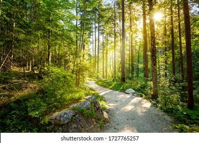 Carretera vacía a través del bosque con sol real, hermosa mañana de verano, paisaje