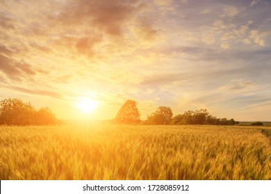 sunset in a field background