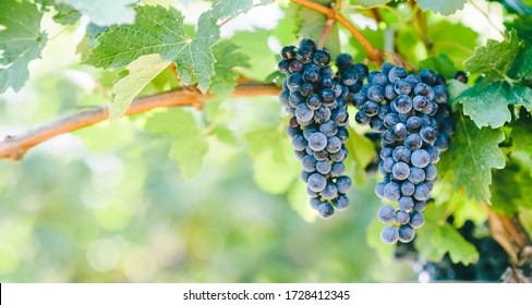 Closeup anggur biru di kebun anggur dengan sinar matahari. Bingkai latar belakang perkebunan anggur dan selentingan. Spanduk desain pembuatan anggur dan pembuatan anggur.