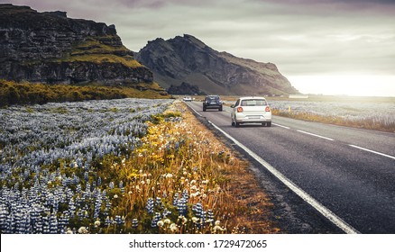 典型的なアイスランドの風景。日没時にアイスランド旅行の自然の風景。背景にルピナスの花と雄大な山々が咲くアスファルト道路。車での旅行は、ライフ スタイル、冒険の概念です。