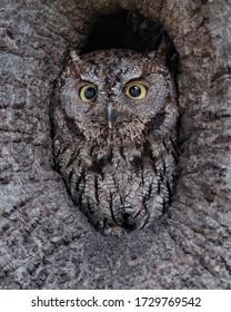 Center of Attention - A Western Screech-Owl peers from the center of an oak cavity before heading out on a nocturnal hunt.