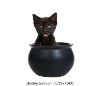 Schattig zwart katje met levendige blauwe ogen, mond open alsof ze praten. Zittend in een kleine zwarte ketel met poten aan de rand, kijkend naar de kijker. Geïsoleerd op wit.
