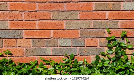 Green ivy and red brick background pattern texture