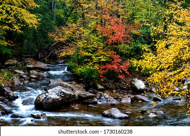 Fall color along Williams River, a rushing mountain stream known for its Trout, Monongahela National Forest, West Virginia, USA