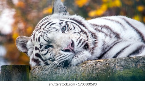 Closeup retrato de un tigre blanco siberiano